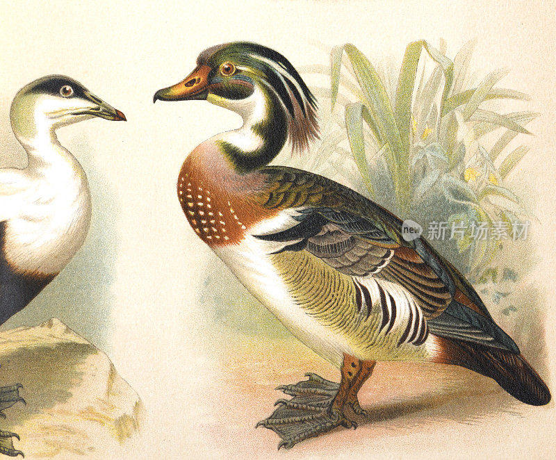 卡罗莱纳鸭或雄性木鸭(aix sponsa)手绘复古插图。